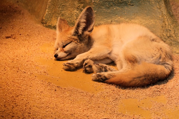 Fennec Fox cute ears tired Vulpes zerda