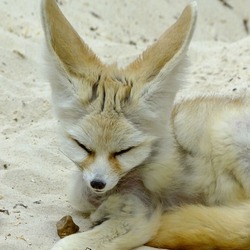 Fennec Fox cute ears tired picture