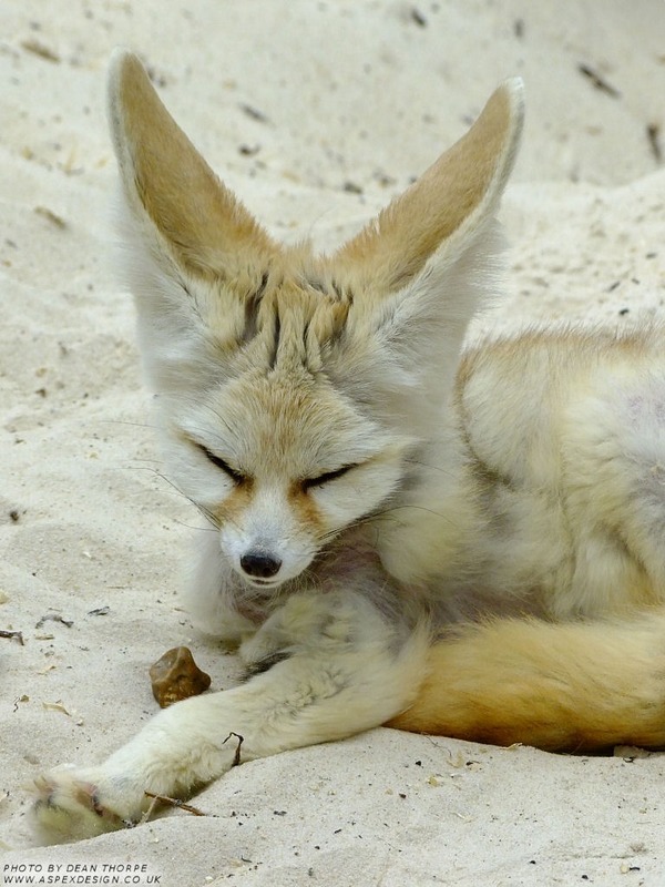 Fennec Fox cute ears tired picture