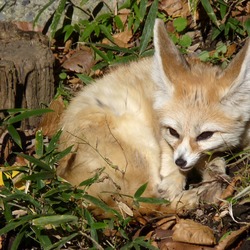 Fennec Fox cute ears tired zoo