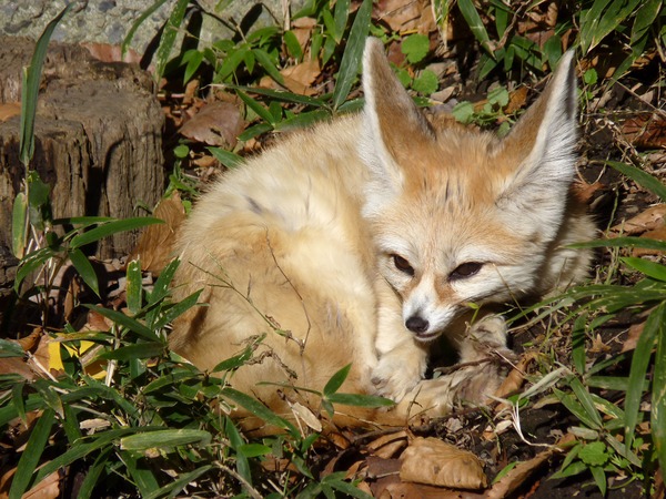 Fennec Fox cute ears tired zoo
