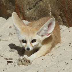 Fennec Fox cute ears tires photo