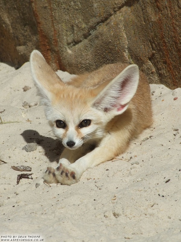 Fennec Fox cute ears tires photo