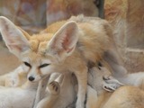 Fennec Fox cute ears zoo family