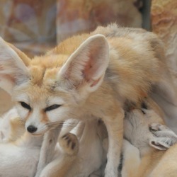 Fennec Fox cute ears zoo family