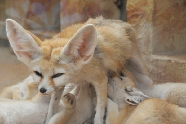 Fennec Fox cute ears zoo family