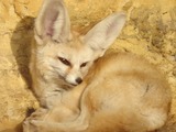 Fennec Fox cute ears zoo