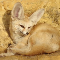 Fennec Fox cute ears zoo