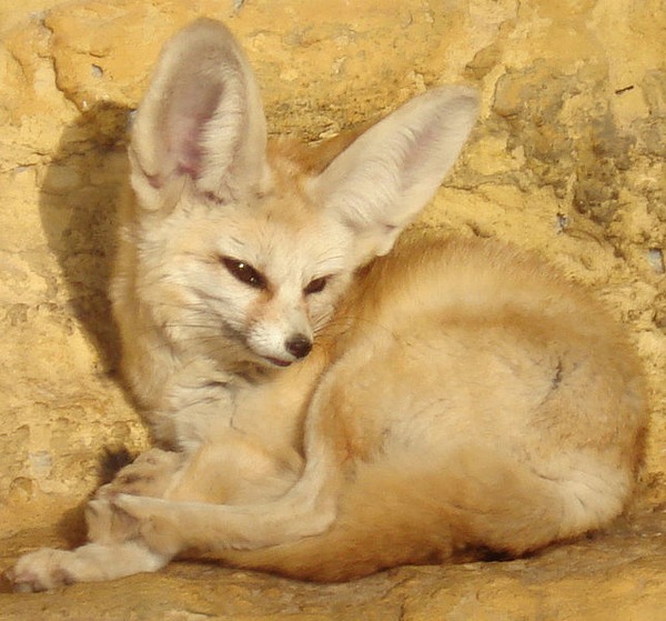 Fennec Fox cute ears zoo
