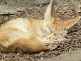 Fennec Fox cute earsasleep mexico zoo