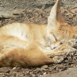 Fennec Fox cute earsasleep mexico zoo