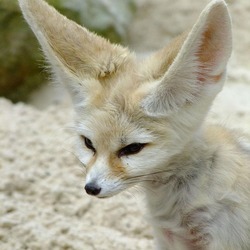 Fennec Fox cute huge ears Vulpes zerda