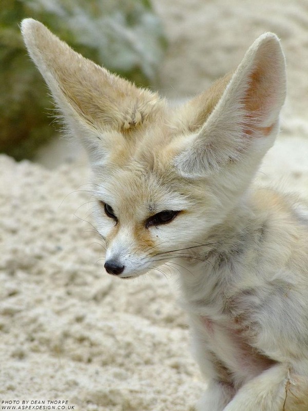 Fennec Fox cute huge ears Vulpes zerda