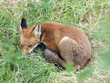 Red Fox  sleeping (Vulpes vulpes)