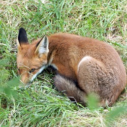 Red Fox  sleeping (Vulpes vulpes)