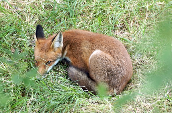 Red Fox  sleeping (Vulpes vulpes)