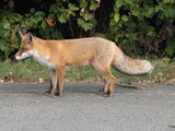 Red Fox (Vulpes vulpes) profile Fuchs