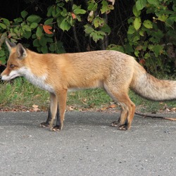 Red Fox (Vulpes vulpes) profile Fuchs