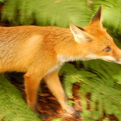 Red Fox (Vulpes_vulpes)