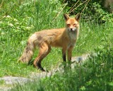 Fox Galleries