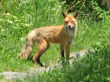 Red Fox American Foxx