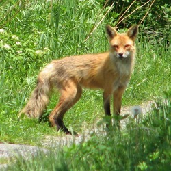 Red Fox American Foxx