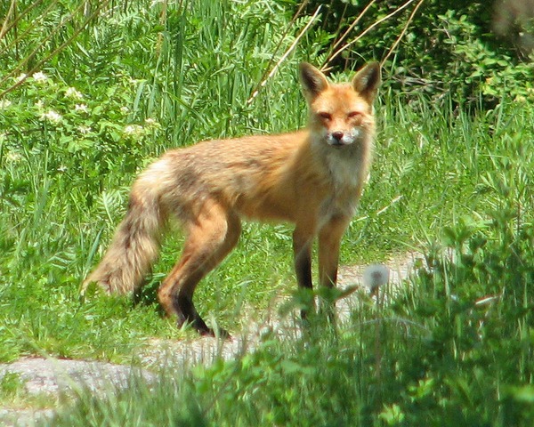 Red Fox American Foxx