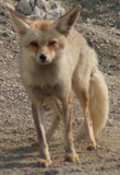 Red Fox Photo Gallery