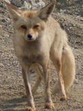 Red Fox Arabian photo