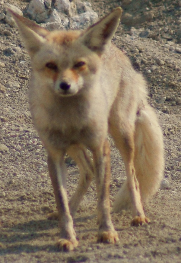 Red Fox Arabian photo