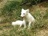 Red Fox Beijing zoo white