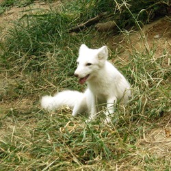 Red Fox Beijing zoo white