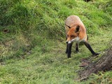 Red Fox British Wildlife Center