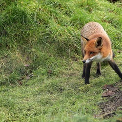 Red Fox British Wildlife Center