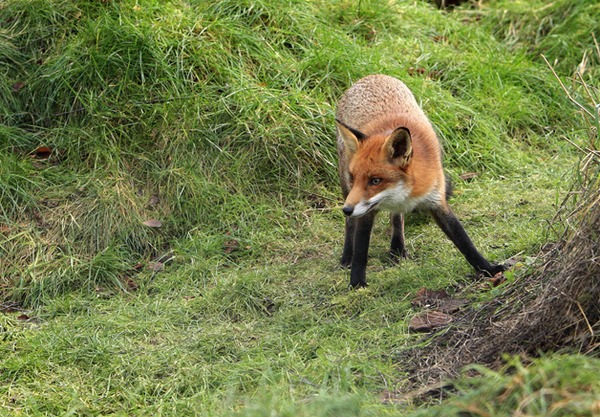 Red Fox British Wildlife Center