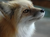 Red Fox Fuzzyface portrait