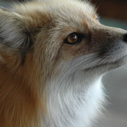 Red Fox Fuzzyface portrait