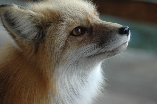 Red Fox Fuzzyface portrait