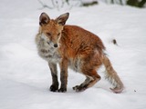 Red Fox Mangy wild (Vulpes vulpes)