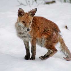 Red Fox Mangy wild (Vulpes vulpes)