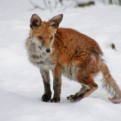 Red Fox Mangy wild (Vulpes vulpes)