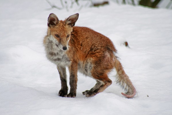 Red Fox Mangy wild (Vulpes vulpes)