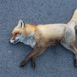 Red Fox Norwegian dead