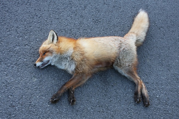 Red Fox Norwegian dead