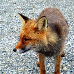 Red Fox Rossa (Vulpes vulpes)