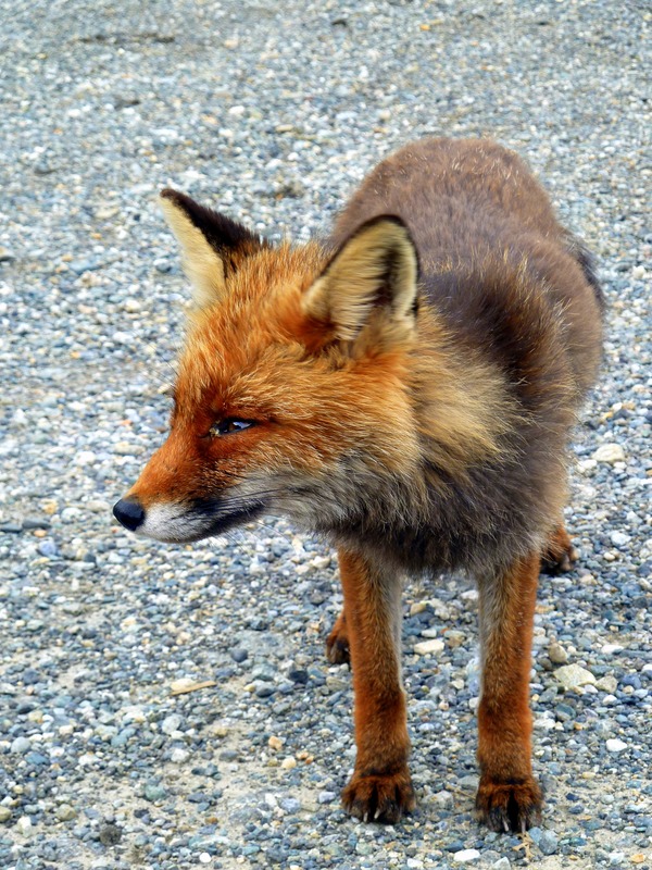 Red Fox Rossa (Vulpes vulpes)