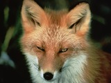 Red Fox Vulpes vulpes face