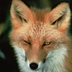 Red Fox Vulpes vulpes face