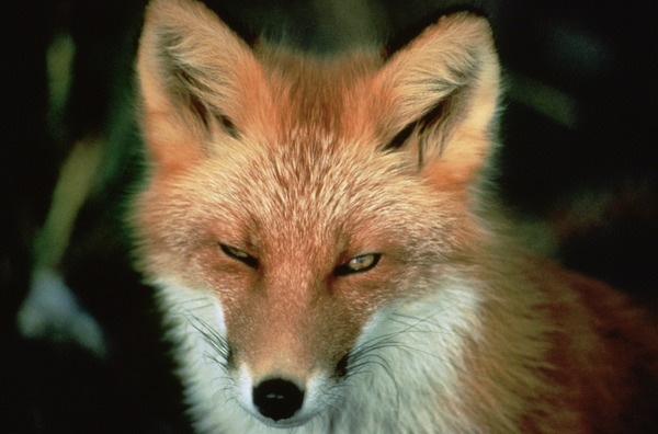 Red Fox Vulpes vulpes face