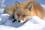 Small Land Mammals